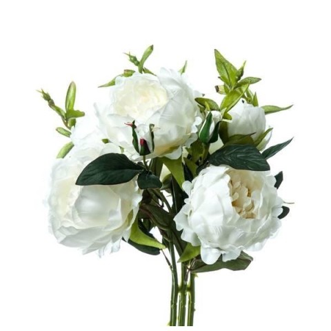 BUNCH PEONIA WHITE